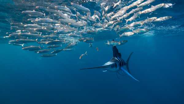 Diagnostic dilemma: A fish pierces a man’s throat and the base of&hellip;