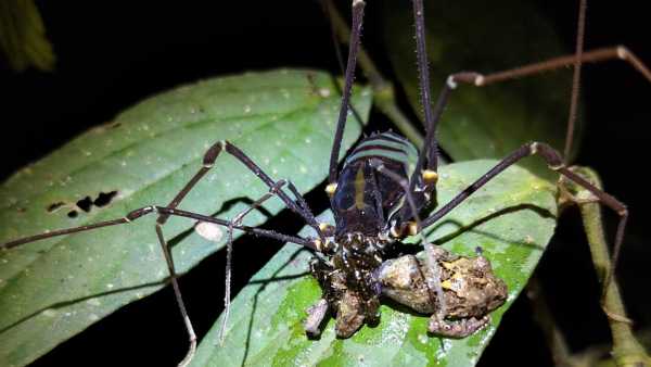 Pattaya, Thailand – Daddy longlegs may be capturing and devouring frogs in&hellip;