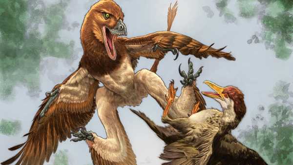 New Velociraptor kin was a ‘four-winged’ serpent that pursued quarry from the…