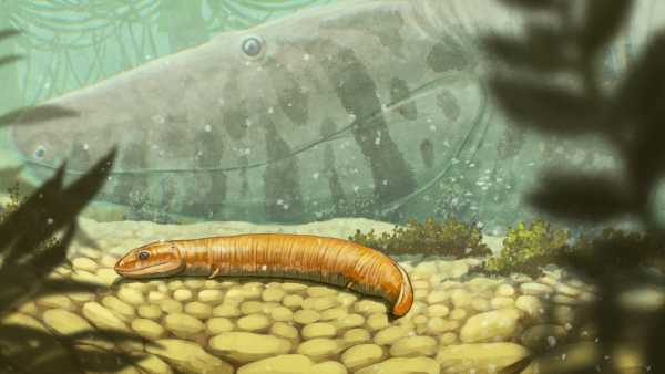 Una storia completamente diversa: fossili di 300 milioni di anni rivelano che&hellip;