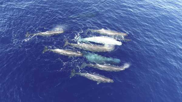 Sperm whales considered ‘oddballs’ may be developing two distinct communication patterns, according&hellip;