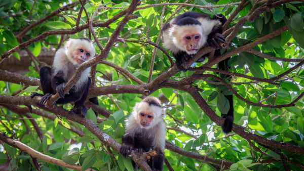 Climate change compels capuchin monkey mothers to desert their young